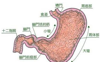 ��ʳ�������θ������ϵ��