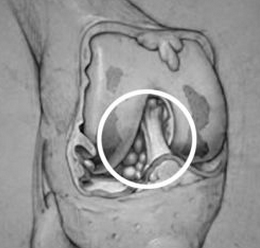 �ؽ��׻���˴�����Щ��Ϊ���ص�Ӱ��