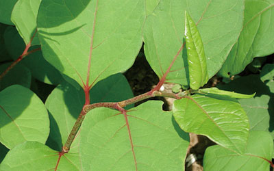 虎杖叶的功效作用有哪些